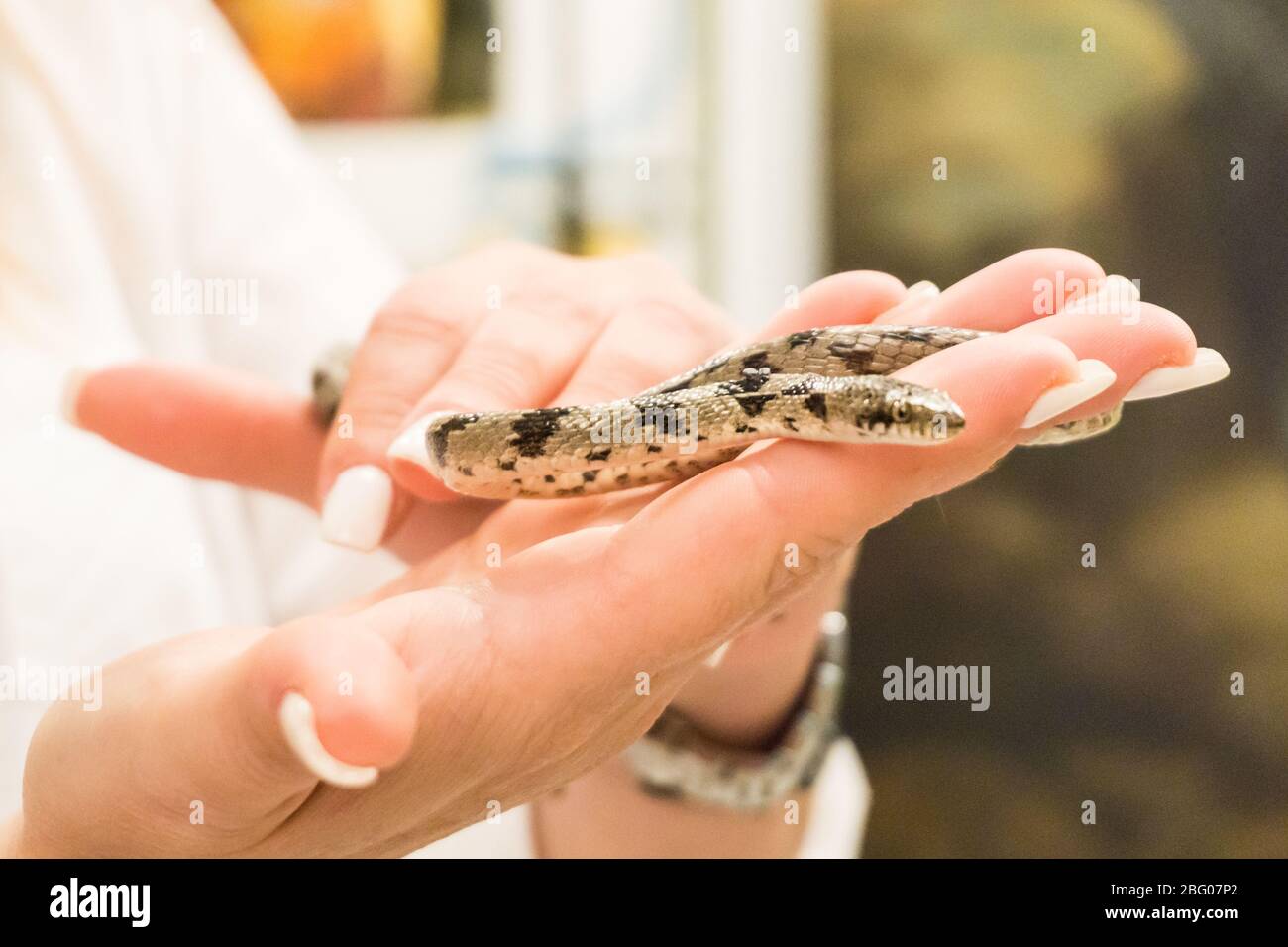 Schlangen Griechenland Bilder: Unleash Your Inner Artist with Snakes and Greece!