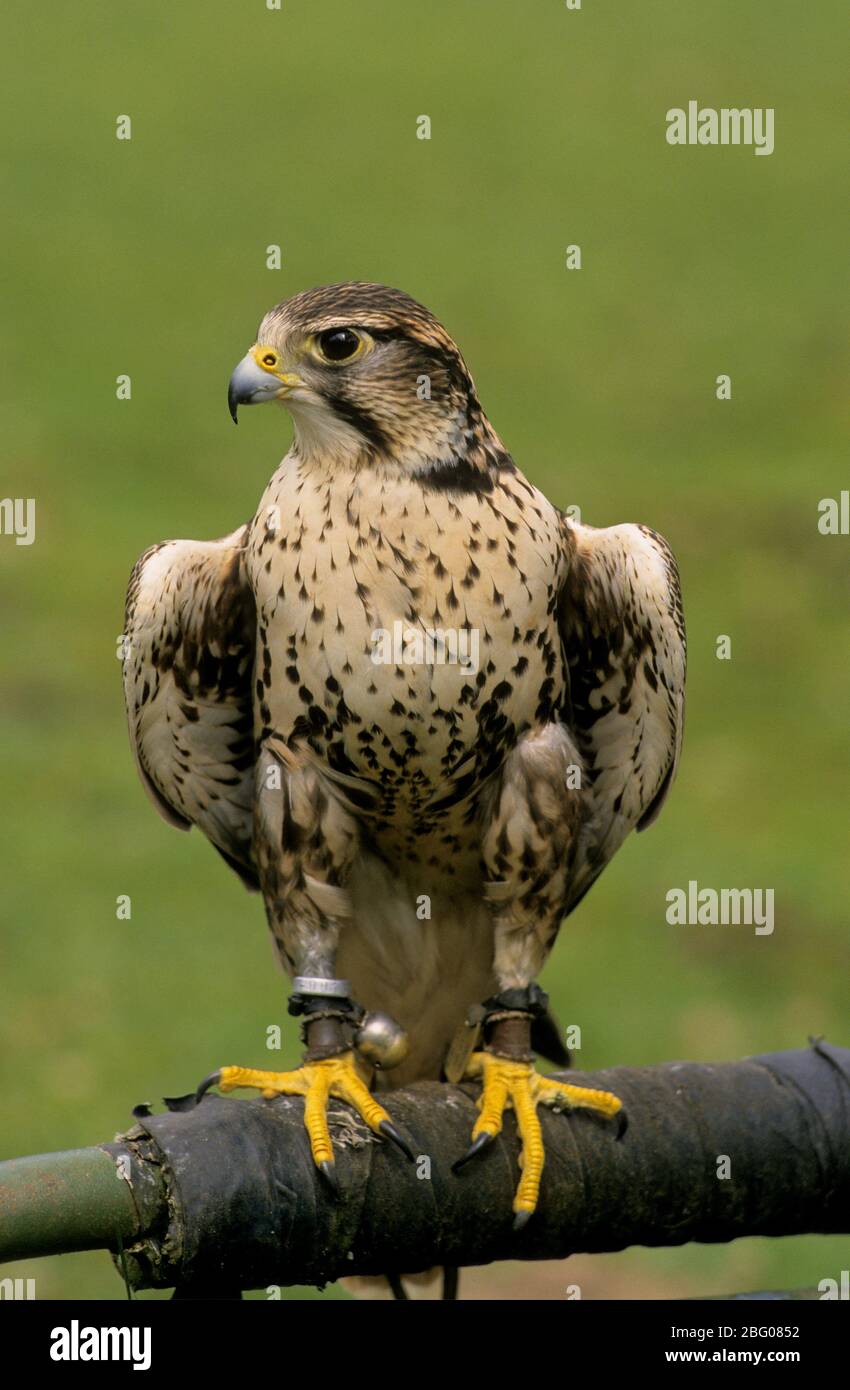 Saker Falcon (Falco cherrug), Saker, größere Hawk Stockfoto