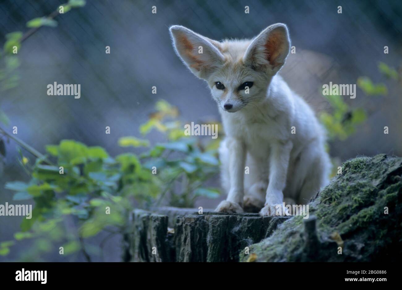 Fennek (Wüstenfuchs Vulpes zerda) Stockfoto