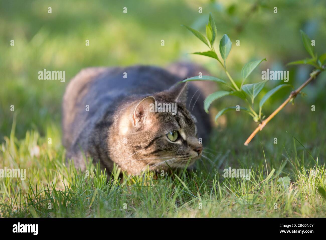 Grau gestreifte Katze in einem Garten versteckt, etwas zu beobachten Stockfoto