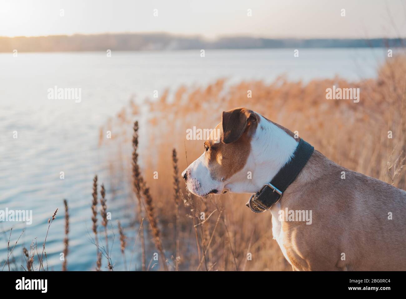 Schöner Hund am See schaut auf Sonnenuntergang. Wandertiere, aktive Hunde: staffordshire Terrier Mutt sitzt am Wasser bei Sonnenuntergang Stockfoto