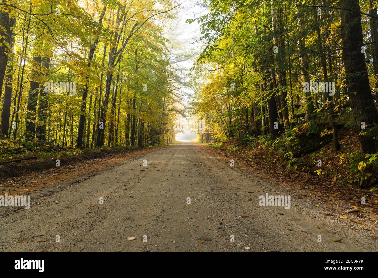 Verlassene Hinterstraße durch einen nebligen Laubwald an einem Herbstmorgen Stockfoto