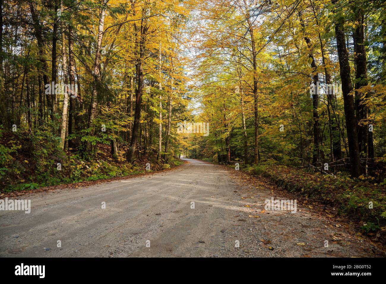 Schöne kurvenreiche unbefestigte Straße durch einen Wald an einem Herbstmorgen. Atemberaubende Herbstfarben. Stockfoto
