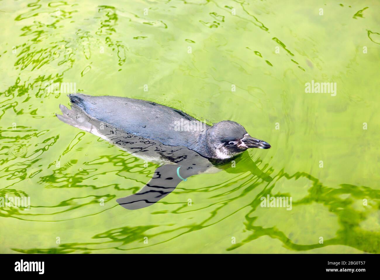Nahaufnahme eines Humboldtpinguins, der im Wingham Wildlife Park, Kent, schwimmt Stockfoto