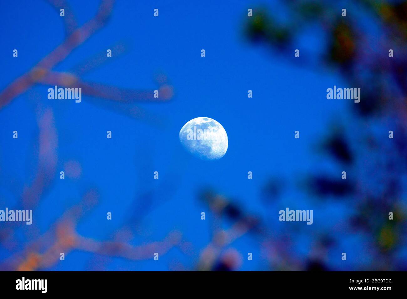 MOND DURCH DIE BÄUME Stockfoto