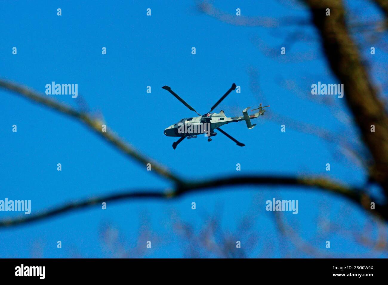 AW WILDCAT ZZ388 FLIEGT ÜBER HECKENENDE. Stockfoto