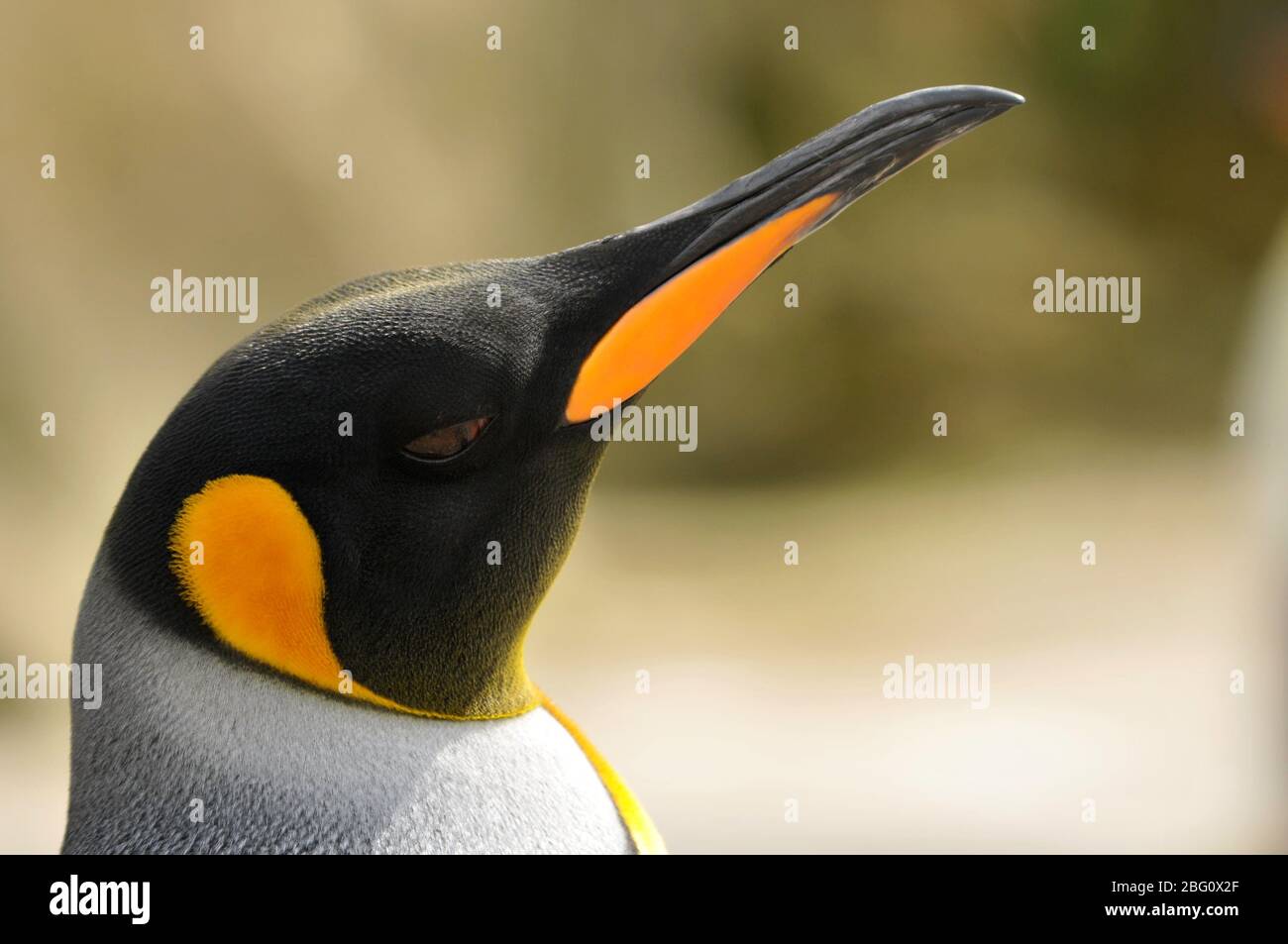 Kaiser-Pinguin Aptenodytes forsteri Porträt Stockfoto