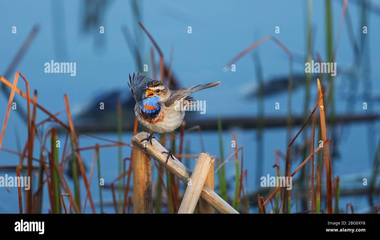 Schöner Vogel singt, der seine Flügel auf dem Hintergrund des Sees ausbreitet Stockfoto