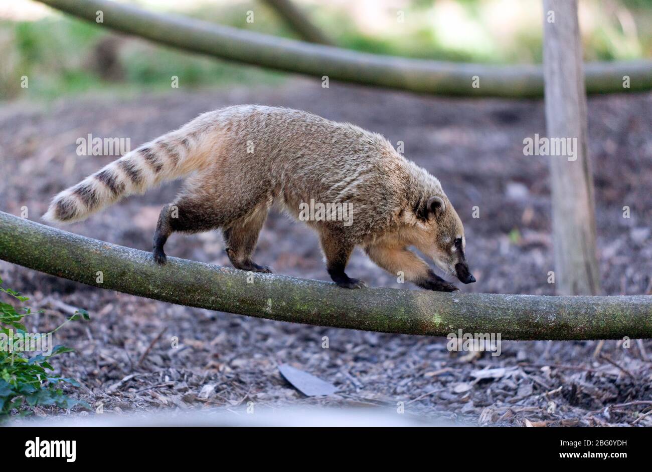 Nahaufnahme eines Brown Noed Coati, im Wingham Wildlife Park, Kent Stockfoto