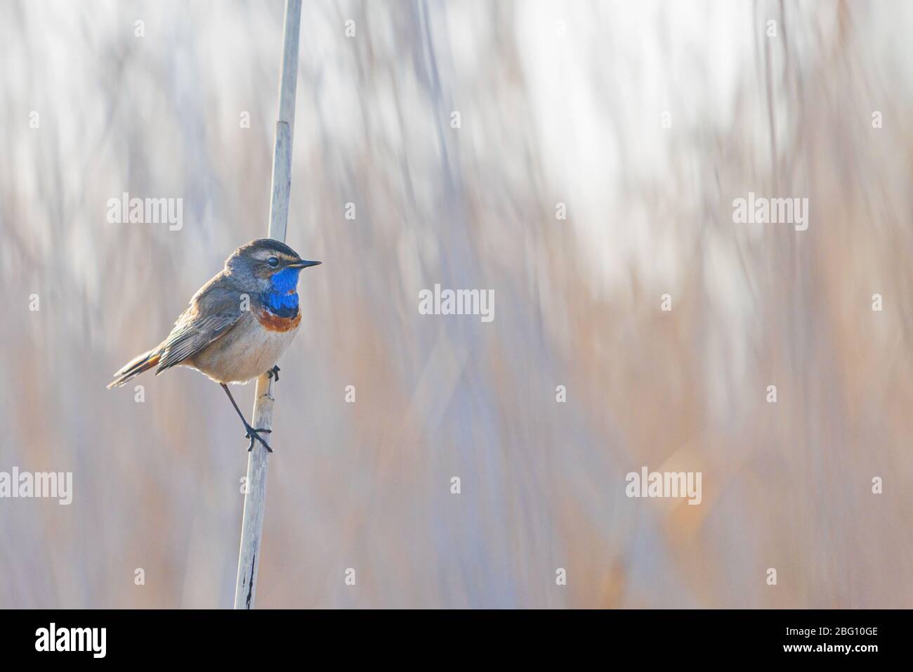 Blaukehlchen auf einem Schilf sitzend Stockfoto