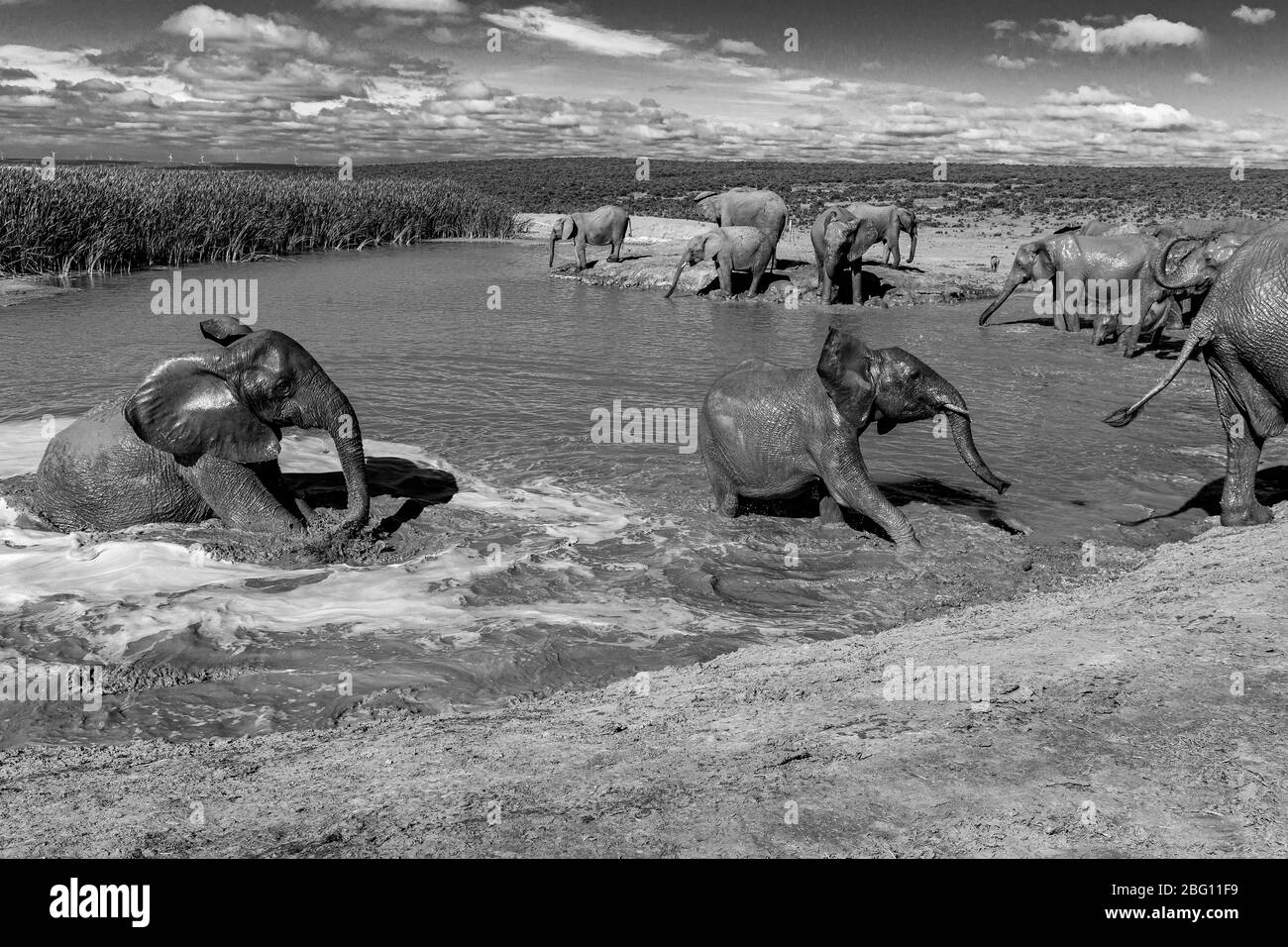 Eine Brutherde von Elefanten Loxodonta Africana am frühen Morgen an einem Wasserloch trinken und baden im Addo Elephant National Park, Südafrika Stockfoto