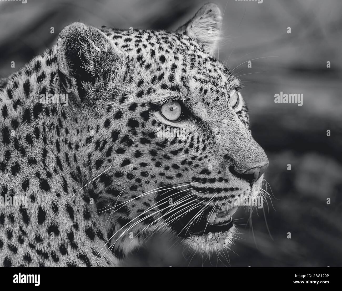 Der Leopard panthera pardus ist eine stämmige, starke und stiefige Katze, die eine gelbe Farbe mit schwarzen Flecken hat. Kruger National Park, Südafrika Stockfoto