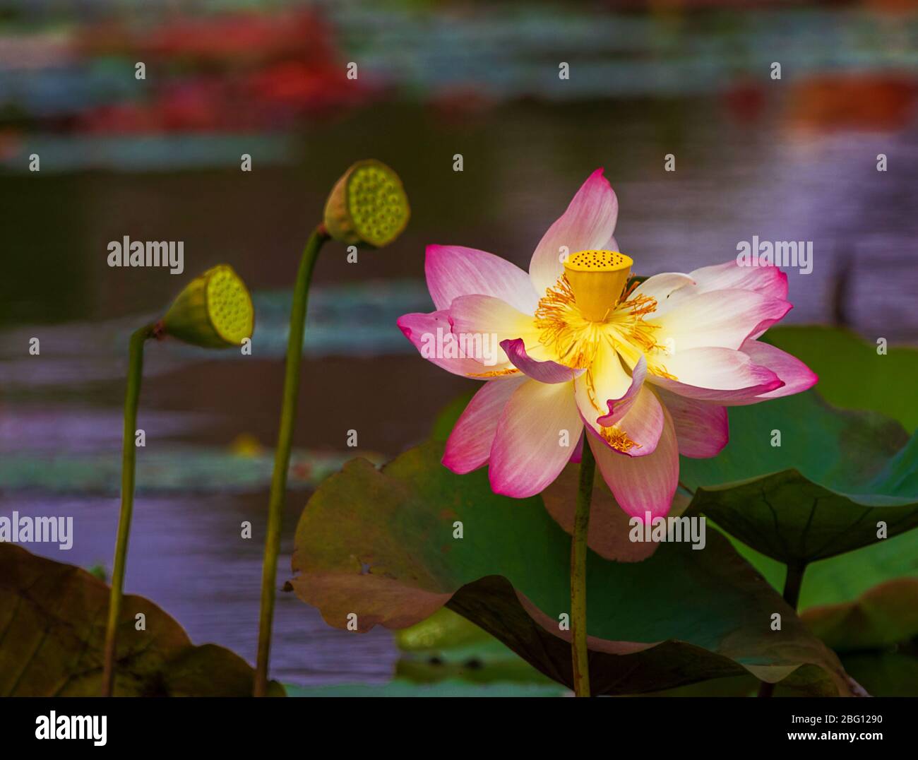Der indische Lotus oder Heilige Lotus Nelumbo nucifera ist ein aquatischer Organismus, der als Lotusblume bezeichnet wird. Eine Pflanze, die oft als Seerose bezeichnet wird Stockfoto