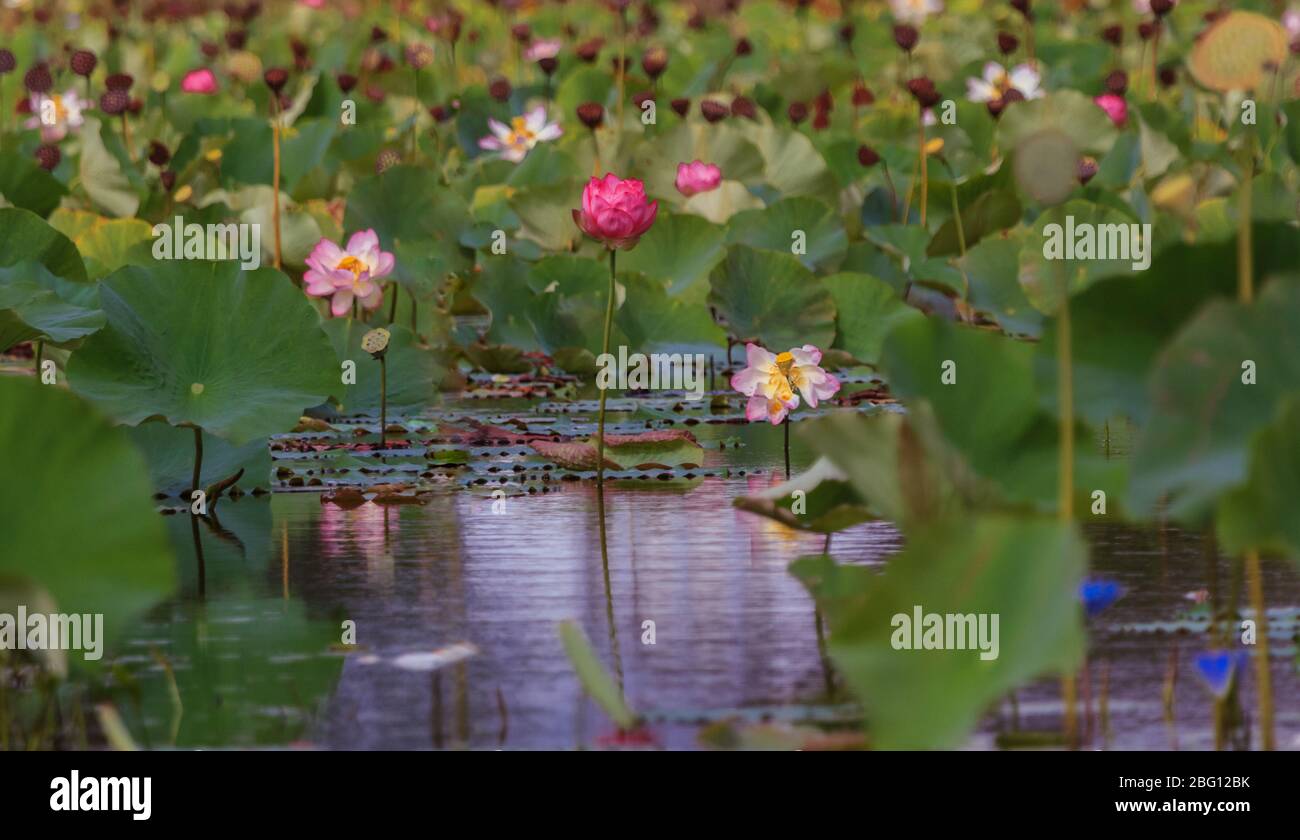 Der indische Lotus oder Heilige Lotus Nelumbo nucifera ist ein aquatischer Organismus, der als Lotusblume bezeichnet wird. Eine Pflanze, die oft als Seerose bezeichnet wird Stockfoto