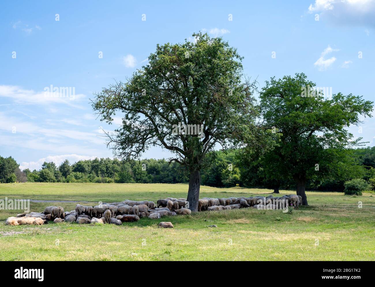 Schafherde unter Bäumen auf einer Wiese Stockfoto