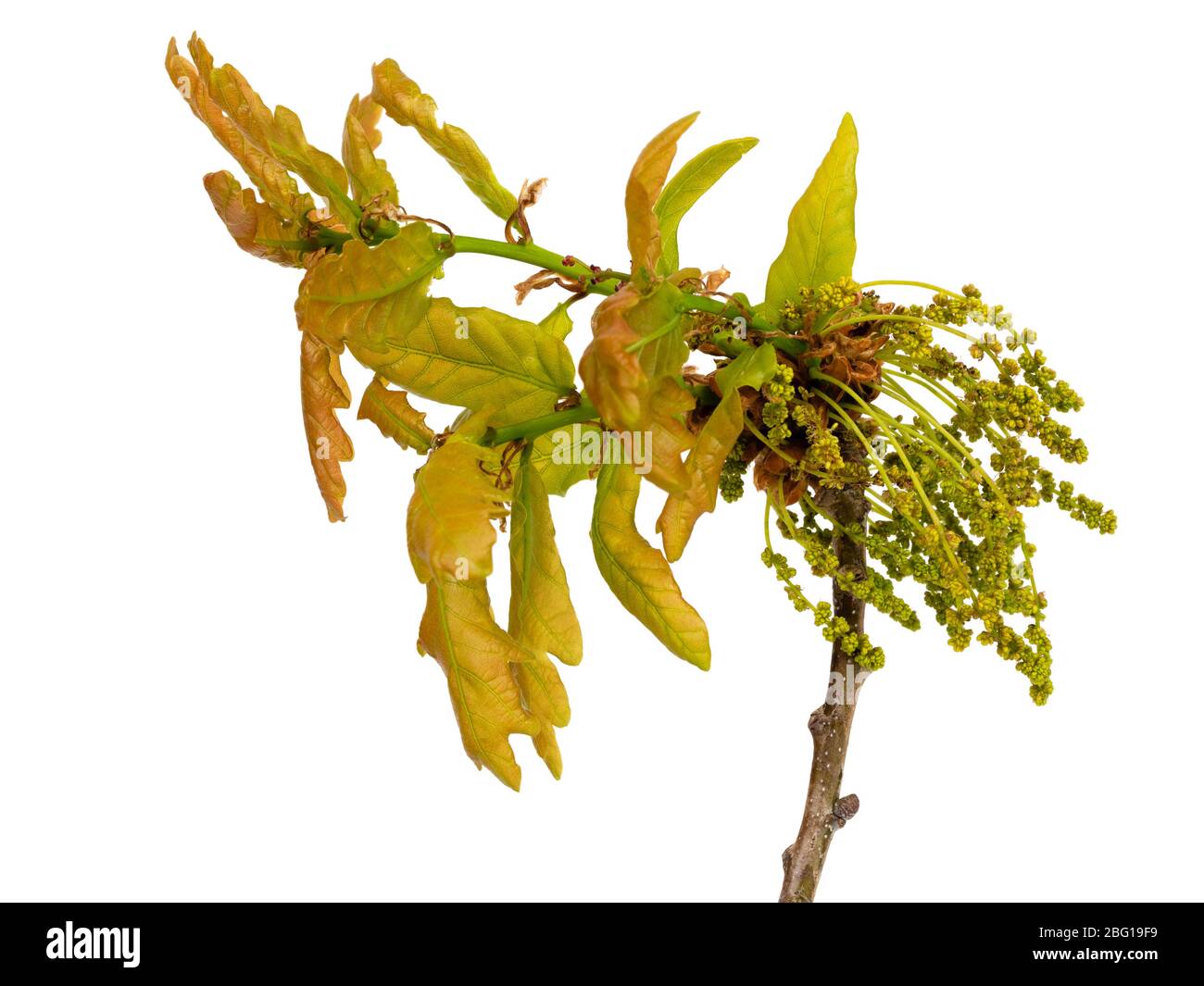 Wind bestäubte Frühlingsblumen und auftauchende Blätter der Stieleiche, Quercus robur, auf weißem Hintergrund Stockfoto