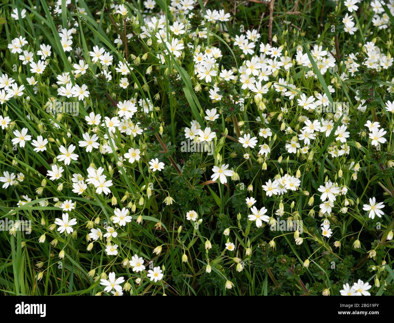 Massierte weiße Blüten der frühlingsblühenden UK Wildblume, Stellaria holostea, Greater stichwort, in einer Devon Hecke Stockfoto