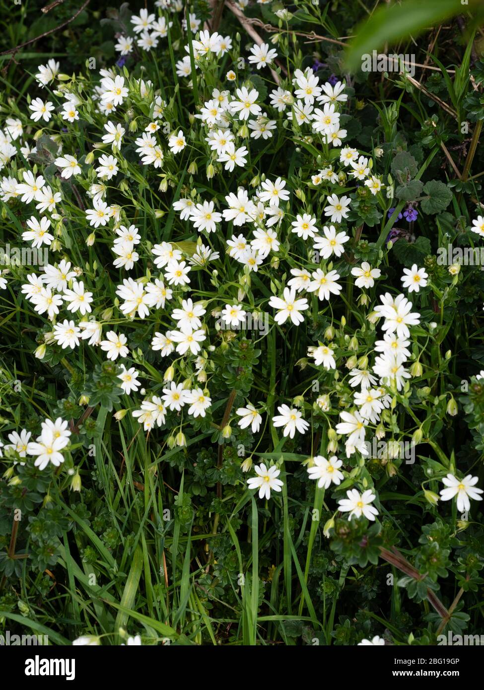 Massierte weiße Blüten der frühlingsblühenden UK Wildblume, Stellaria holostea, Greater stichwort, in einer Devon Hecke Stockfoto
