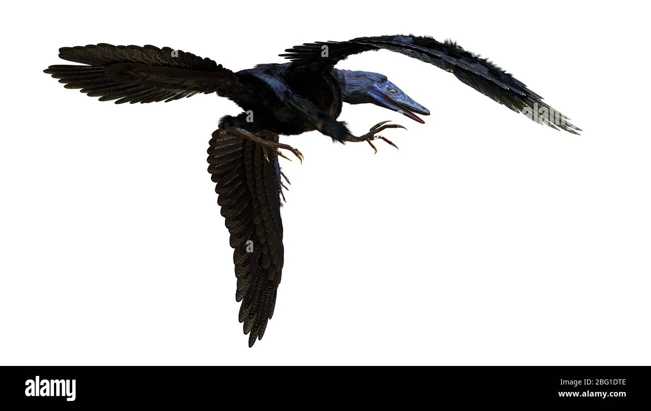 Archaeopteryx, ausgestorbener vogelähnlicher Dinosaurier aus dem späten Jura vor rund 150 Millionen Jahren auf weißem Hintergrund isoliert Stockfoto