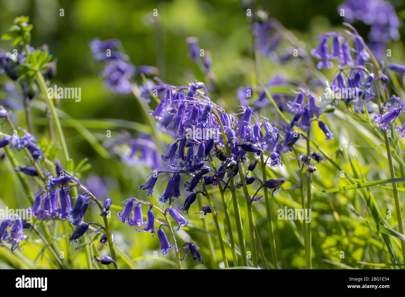 Bluebell blüht im Frühling im Wald Stockfoto