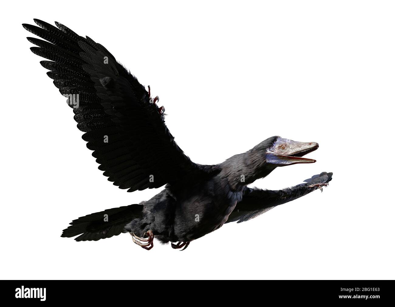 Archaeopteryx, eine Art, die zwischen nicht-Vogeldinosauriern und modernen Vögeln aus der späten Jurazeit auf weißem Hintergrund isoliert ist Stockfoto