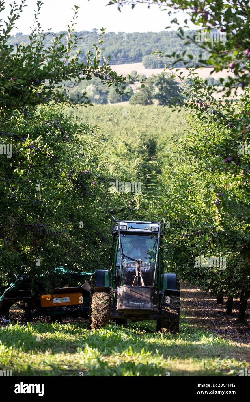 Pflaumenzucht in der landwirtschaftlichen Region Lot-et-Garonne, die 65% der südwestfranzösischen Pflaumenproduktion, Frankreich, Europa, ausmacht Stockfoto