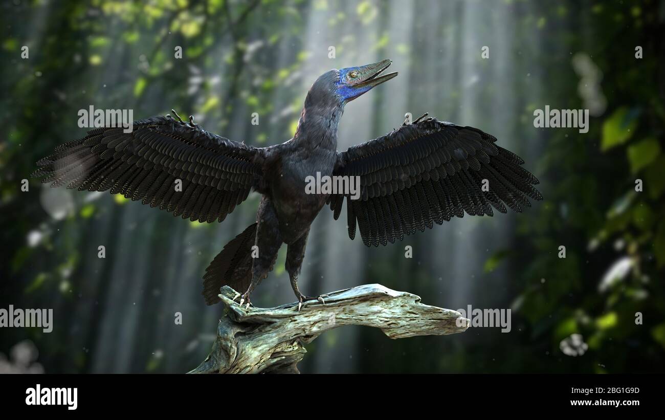 Archaeopteryx, vogelähnlicher Dinosaurier aus der späten Jurazeit vor rund 150 Millionen Jahren Stockfoto