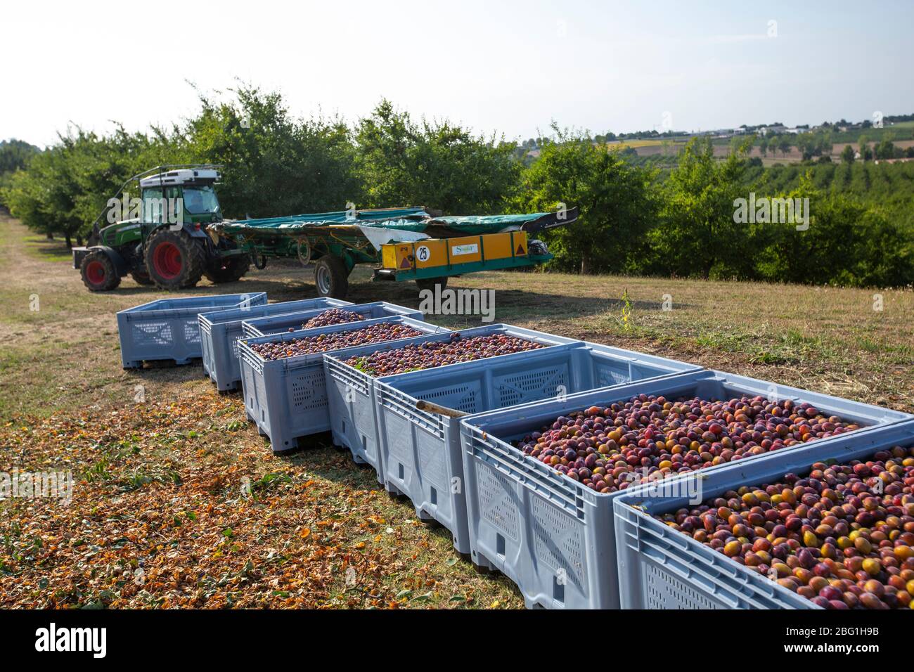 Pflaumenzucht in der landwirtschaftlichen Region Lot-et-Garonne, die 65% der südwestfranzösischen Pflaumenproduktion, Frankreich, Europa, ausmacht Stockfoto