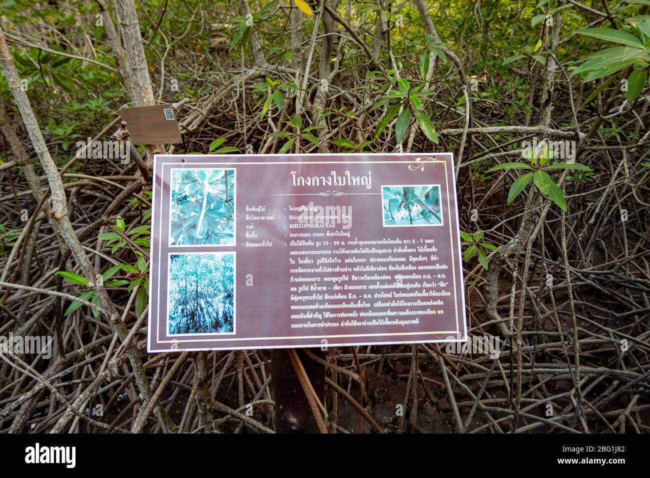 April 1,2020 - Pranburi, Thailand; Thai Tourits sind Wanderwege im Mangrovenwald des Pranburi Waldparks, der sehr schöne Mangrovenwälder hat Stockfoto