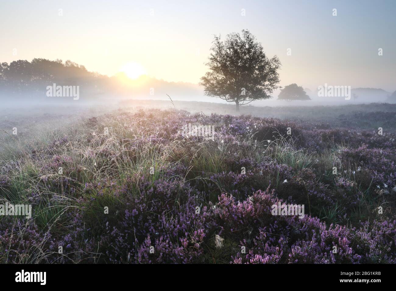 Wunderschöne blühende Heide bei nebeligen Sonnenaufgang Stockfoto