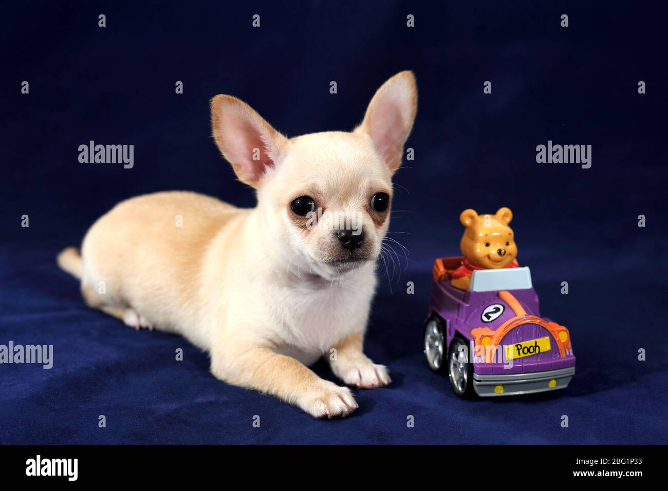 Chihuahua Porträt mit Winnie dem Pooh Stockfoto