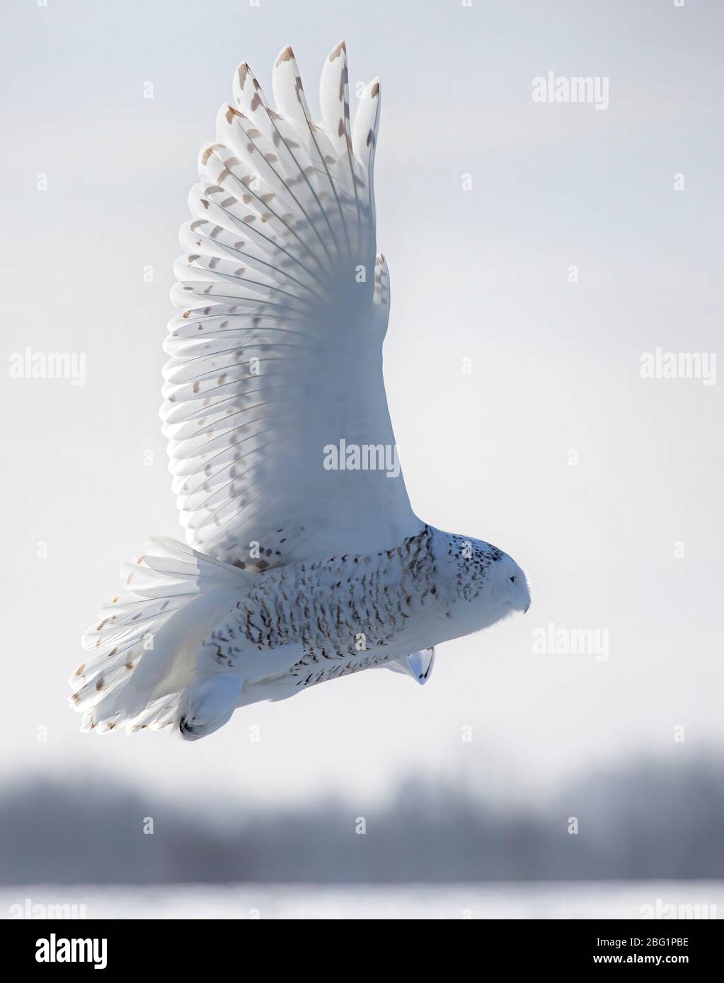 Schnee-Eule, die auf der Flugjagd über ein schneebedecktes Feld in Ottawa, Kanada, antreten Stockfoto