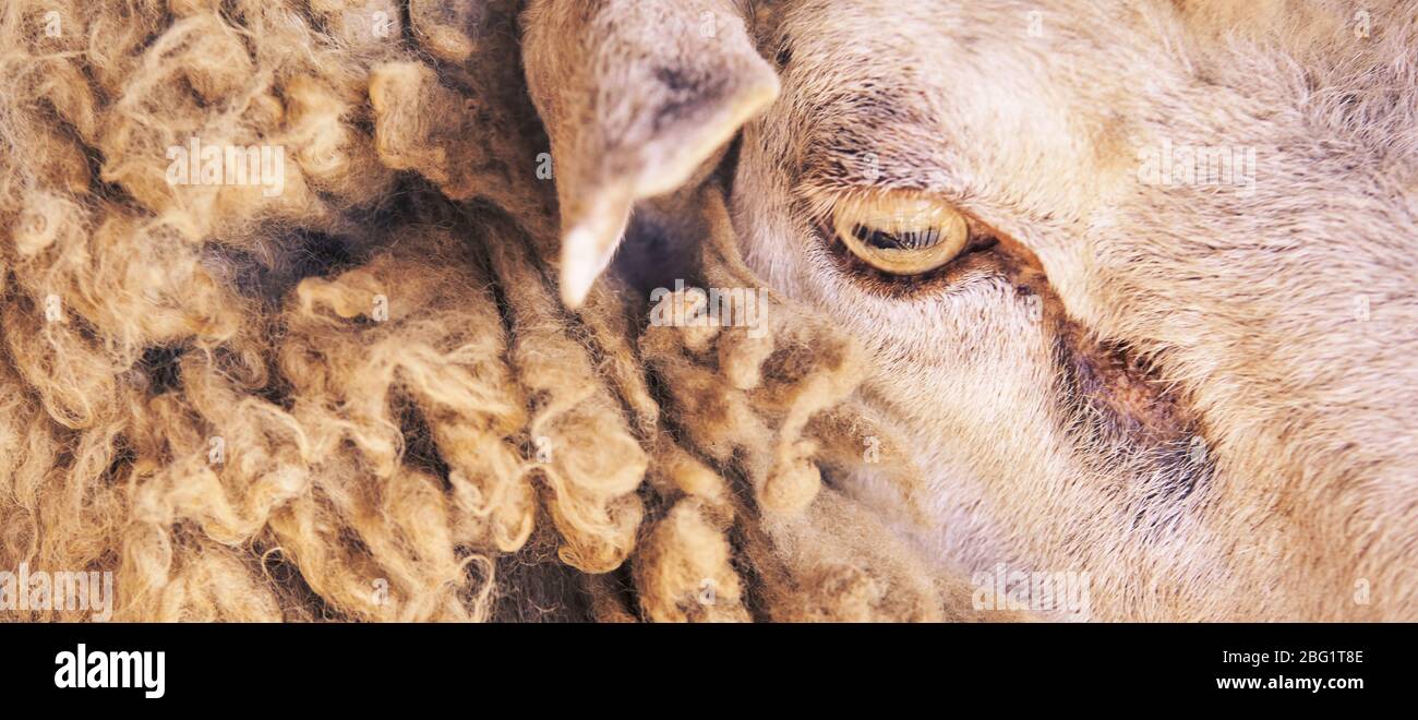 Traurig kulunda Zucht Schafe. Maulkorb teilen. Fleisch- und Pelzproduktion. Stockfoto