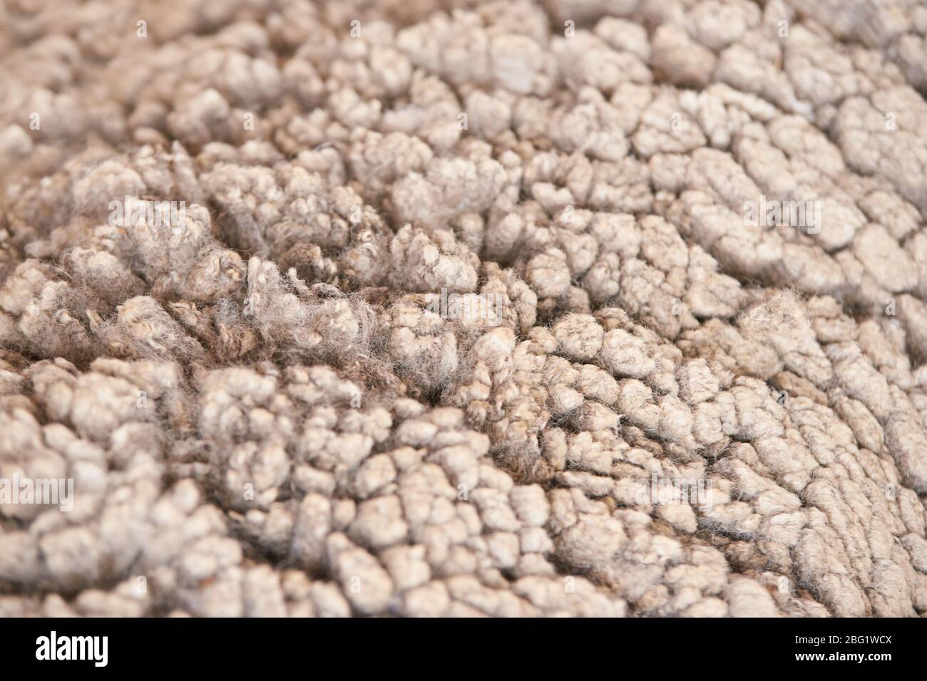 Traurig kulunda Zucht Schafe. Maulkorb teilen. Fleisch- und Pelzproduktion Stockfoto