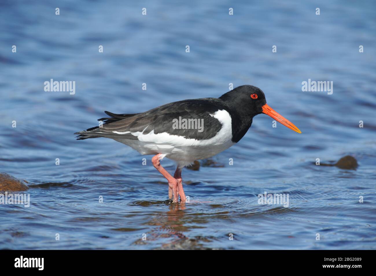 Austernfischer, der nnnrmally aus seiner Tiefe im Wasser schwimmt, ein Watvogel. Stockfoto