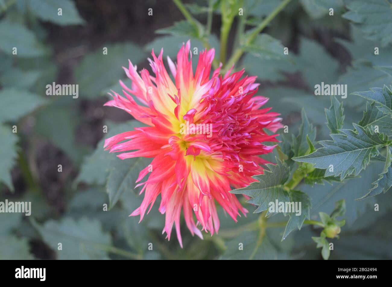 Eine spektakuläre Halb-Kakteen-Dahlienblume blüht in einem Garten mit scharfen, rosa und hellgelben Blütenblättern. Stockfoto