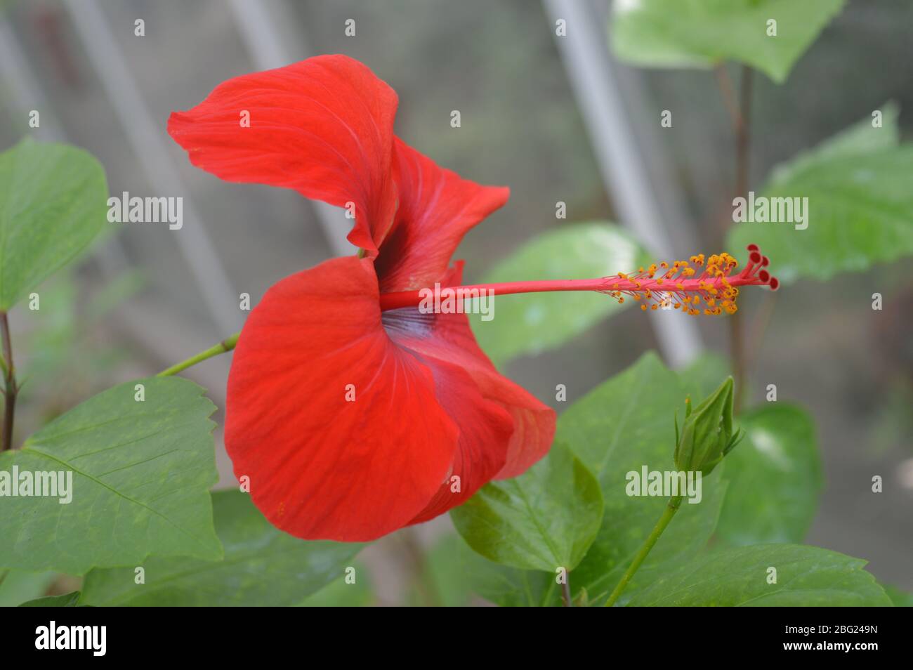 Eine leuchtend rote Hibiskusblüte in voller Blüte, die einen langen Stamen mit gelben Pollen auf grünen Blättern zeigt. Stockfoto