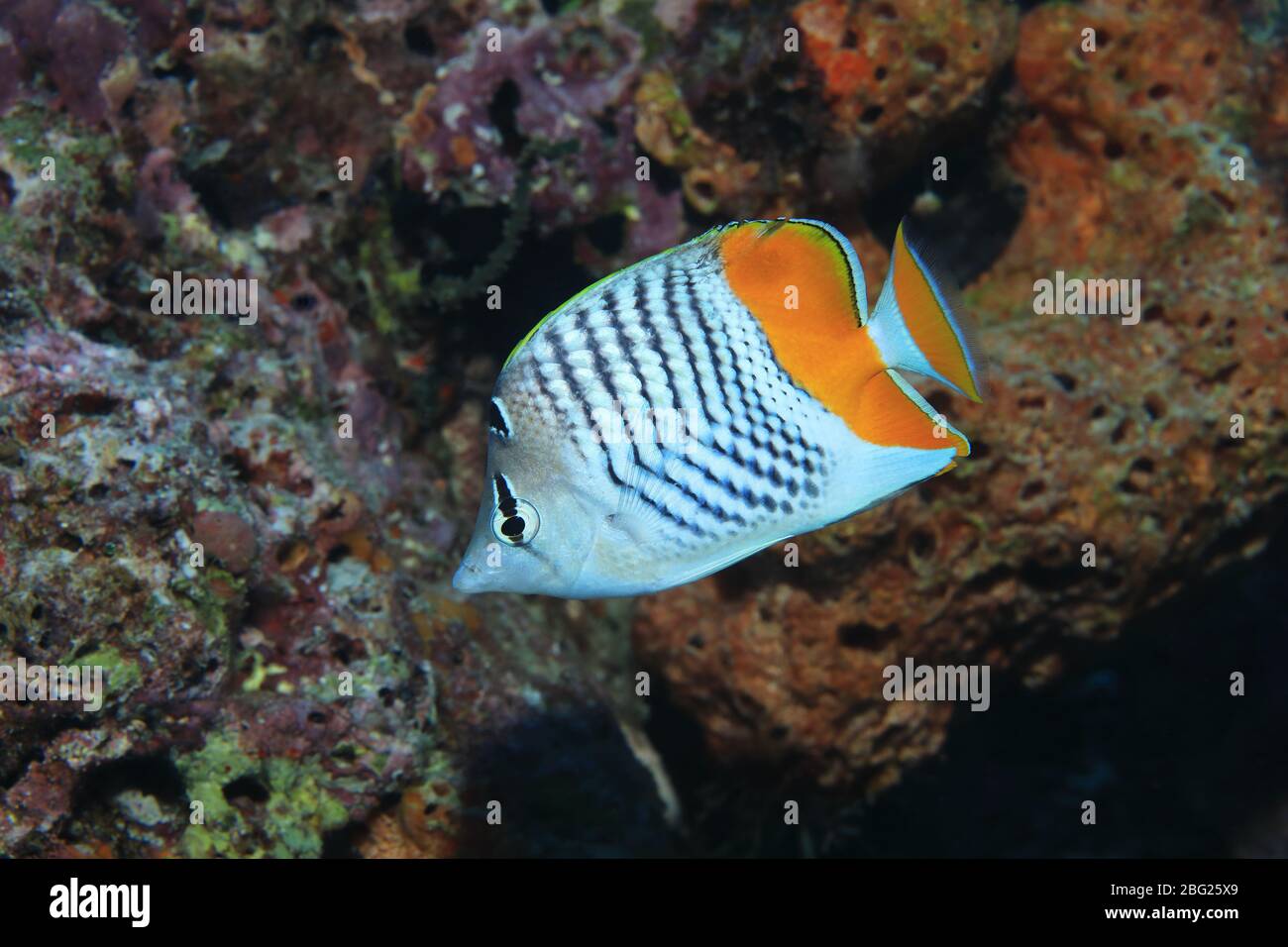 Seychellen-Butterflyfisch (Chaetodon madagaskariensis) unter Wasser im tropischen Korallenriff des Indischen Ozeans Stockfoto