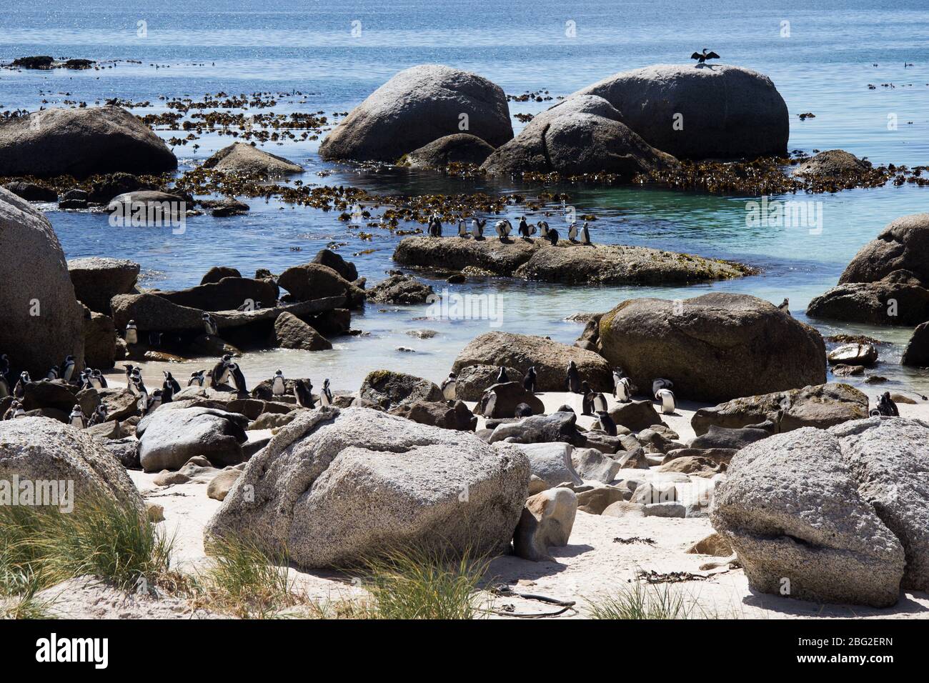 Penguin Colony Boulder's Beach Südafrika Stockfoto