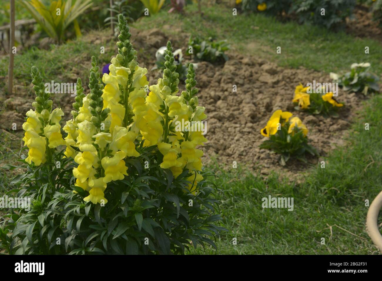 Nahaufnahme von gelben, mehrjährigen Salvia, nemorosa, Salvia divinorum, Salvia officinalis mit grünen Blättern, die im Garten wachsen, selektive Fokussierung Stockfoto