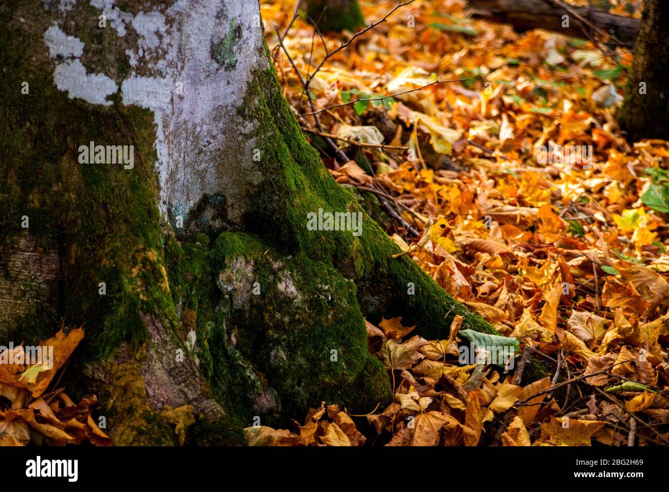 Pilz in hellgrünem Moos auf Holzfläche. Stockfoto