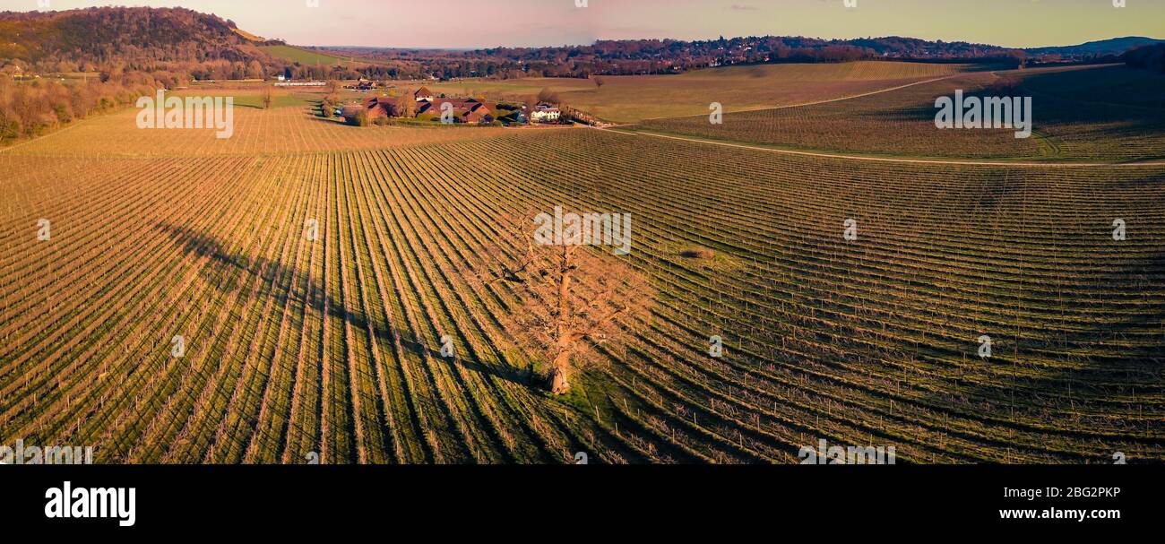 Denbies Wine Estate, ein großer englischer Weinberg in Surrey, Großbritannien Stockfoto