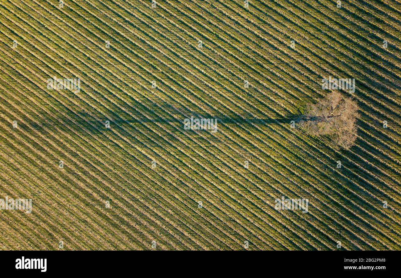 Denbies Wine Estate, ein großer englischer Weinberg in Surrey, Großbritannien Stockfoto