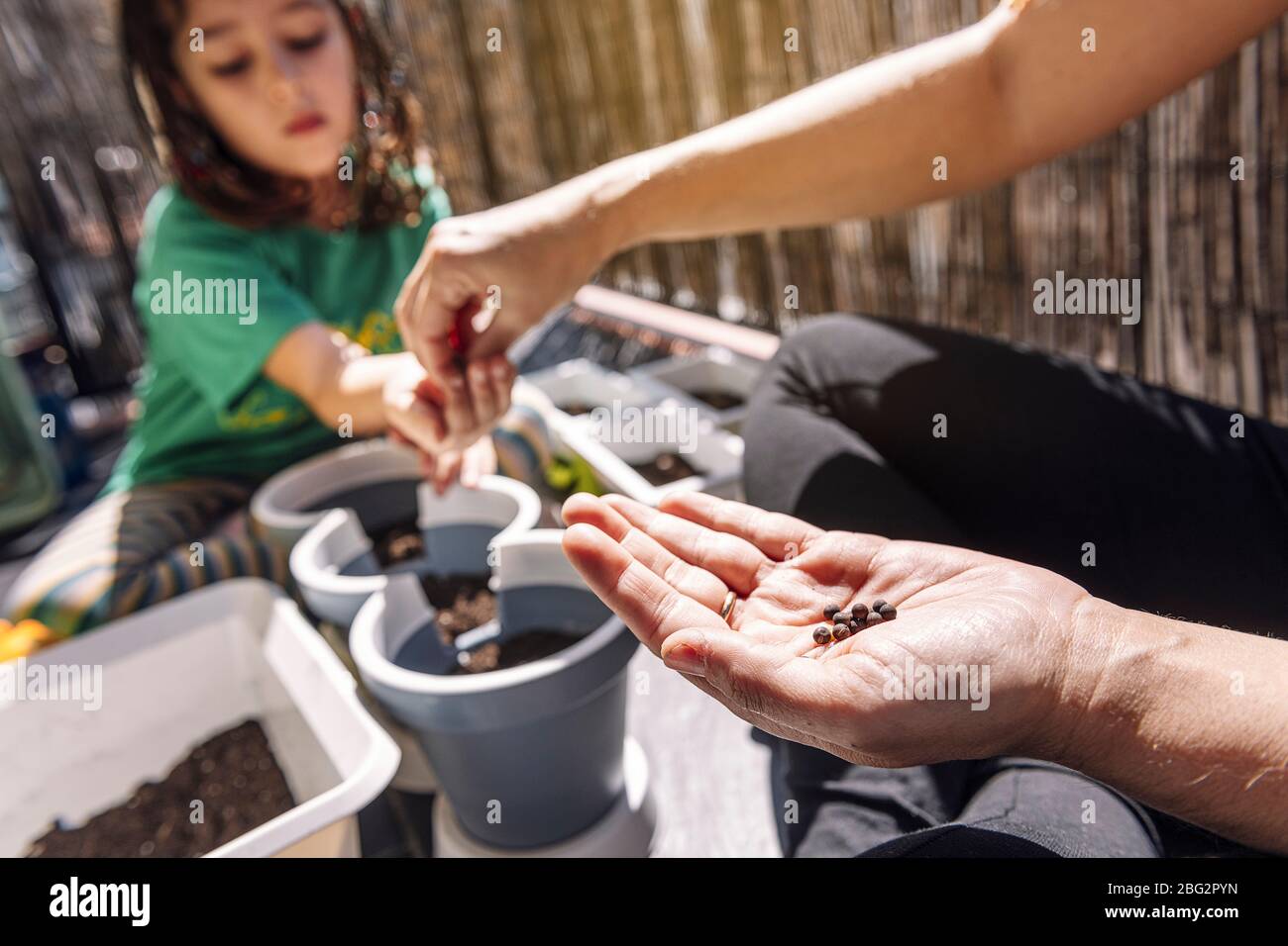 Hand mit Samen, im Hintergrund ist die andere Hand unscharf, um seiner Tochter Samen zu geben, um sie in Blumentöpfe, Hobbys zu Hause, nachhaltig zu Pflanzen Stockfoto