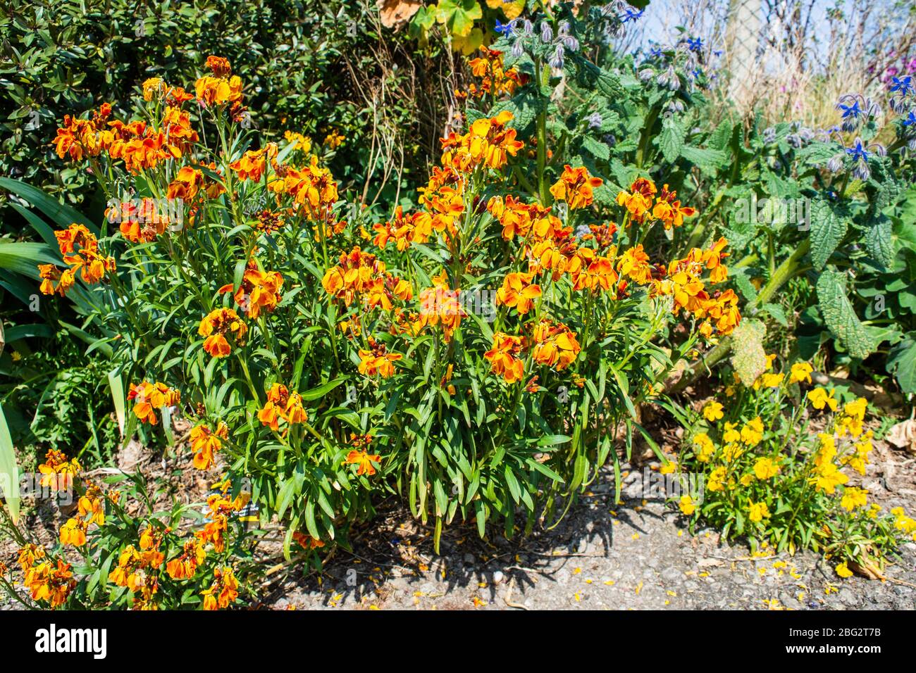 Orange erysimum cheiri Fotos und Bildmaterial in hoher Auflösung Alamy
