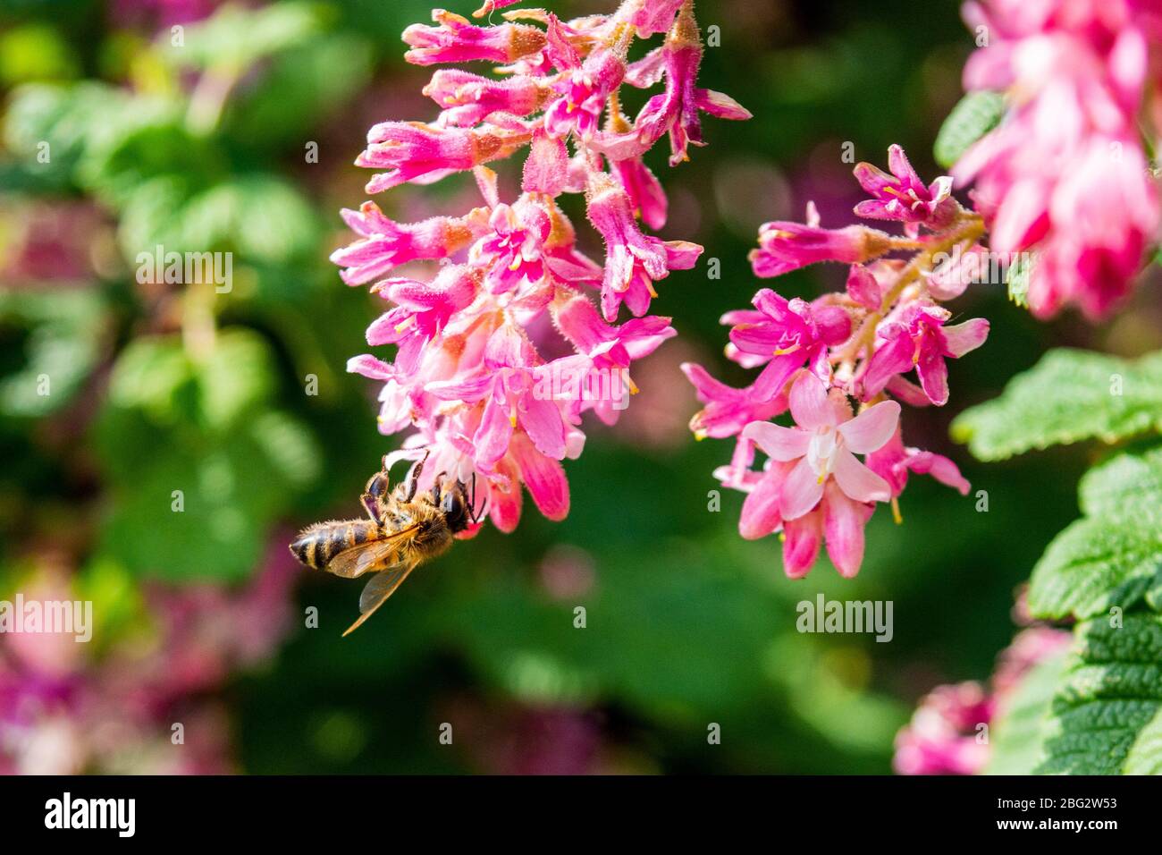 Nahaufnahme einer ribes Sanguineum Blume mit einer Honigbiene apis mellifera, die Nektar und Pollen füttert und sammelt Stockfoto