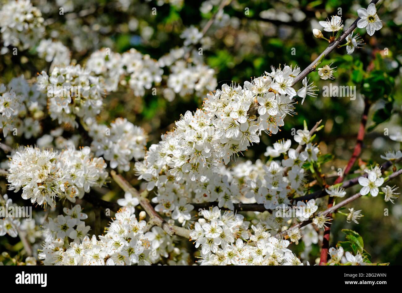 Frühling blühende weiße Weißdorn Blüten in Hecken, Nord norfolk, england Stockfoto