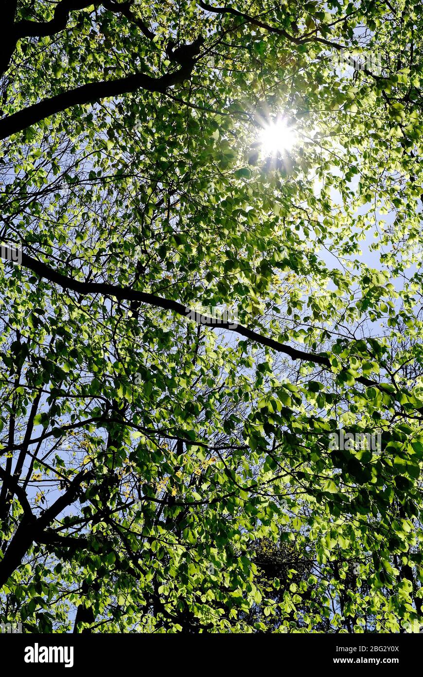 Sonnenschein, Sonnenstrahl durch Frühlingsblätter auf Baum, norfolk, england Stockfoto