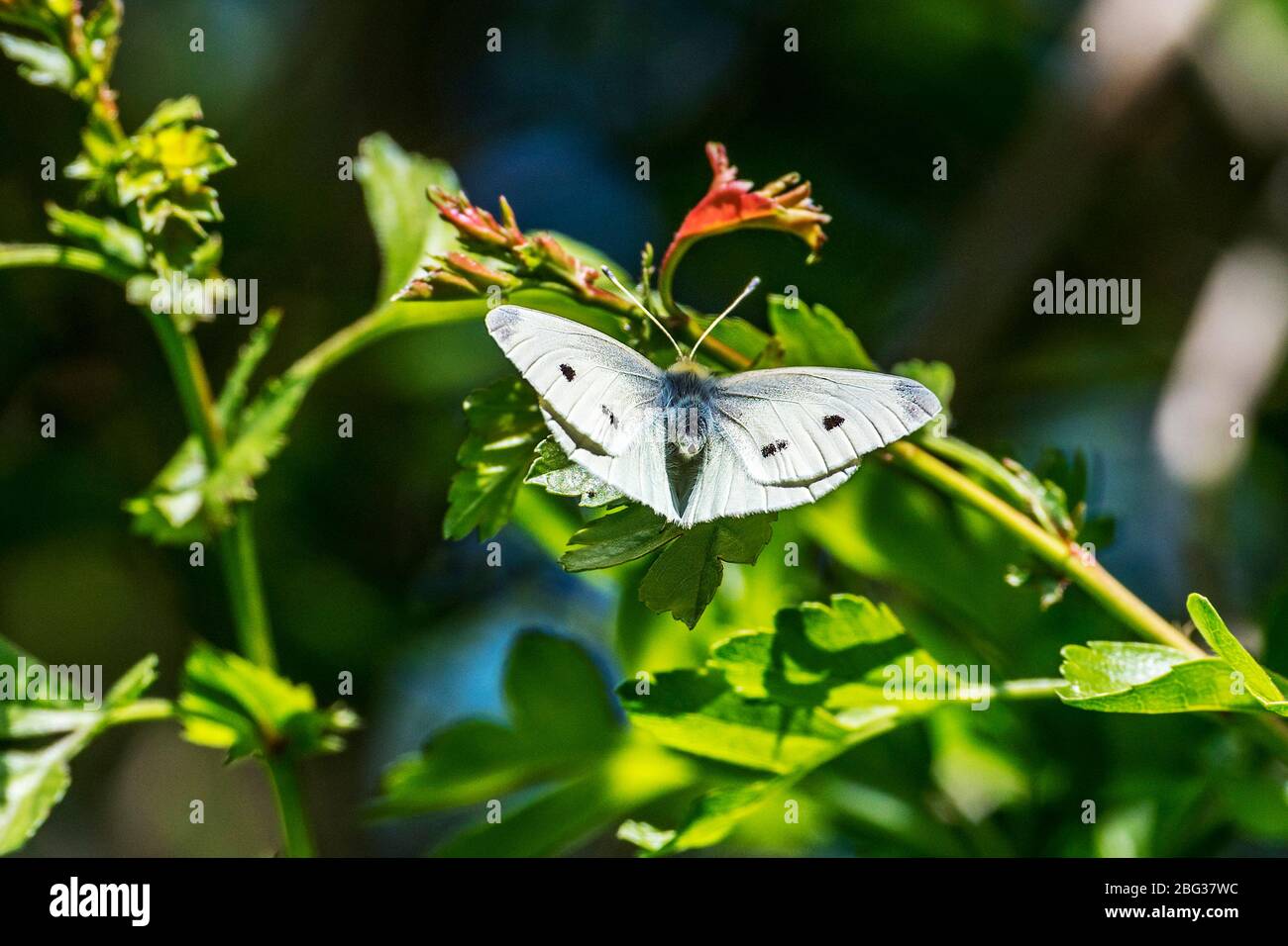 Kleine weiße oder kleine Kohlweiß Stockfoto