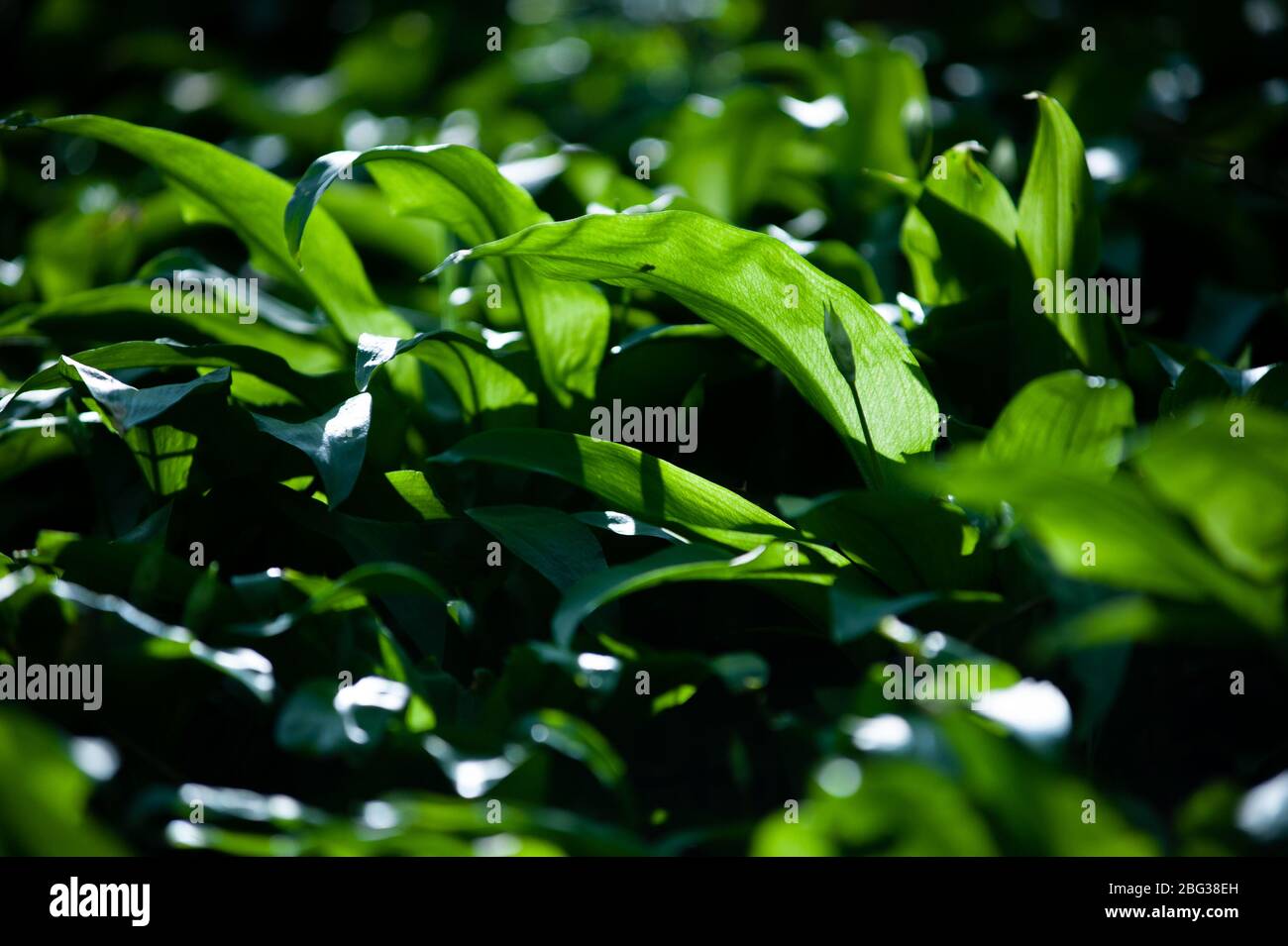 Frühling im europäischen Wald. Allium ursinum bekannt es Bärlauch, Ramsons, Buckrams, breitblättrigen Knoblauch, Knoblauch, Bärlauch oder Bärlauch. Stockfoto